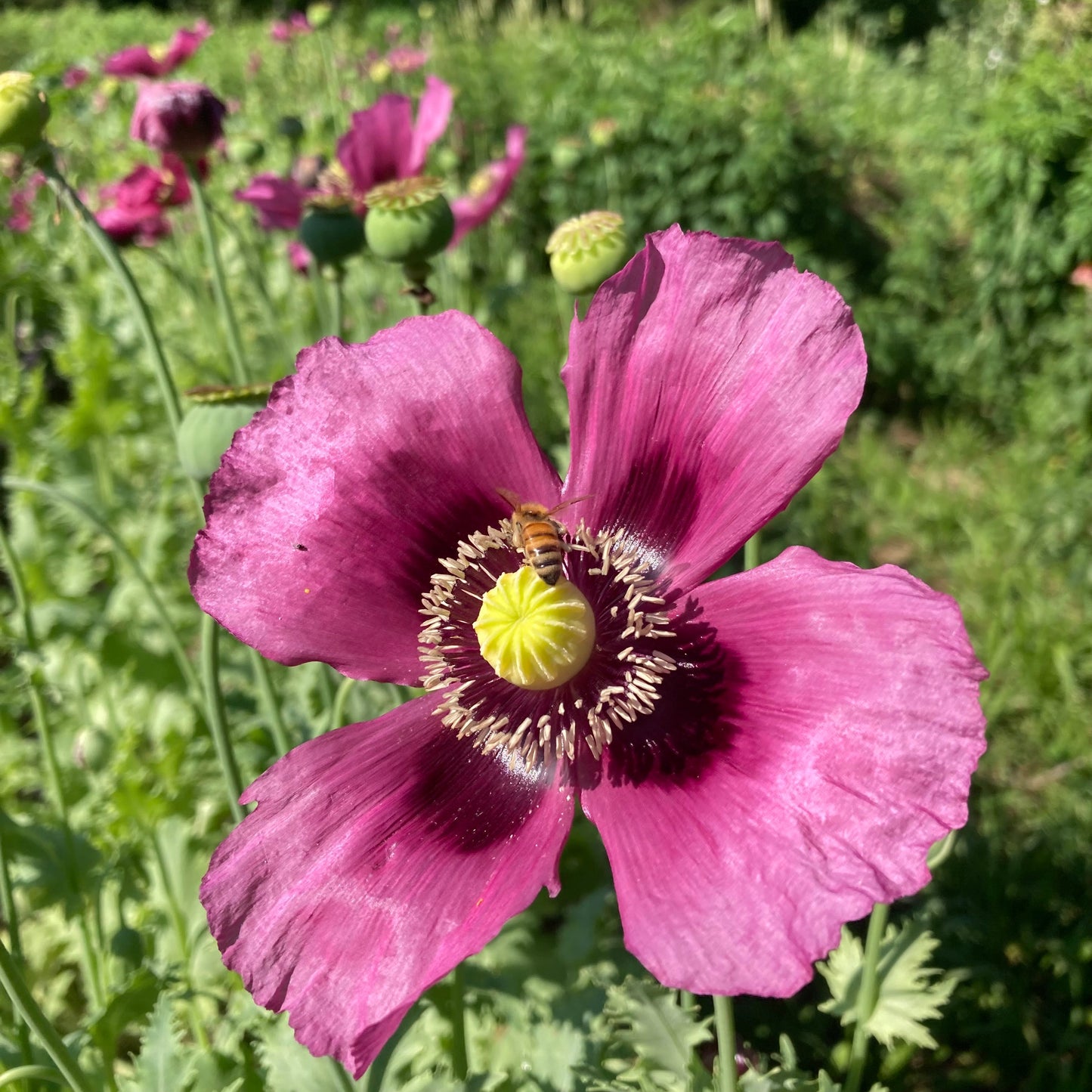 Poppy, Large Lavender (Papaver somniferum)