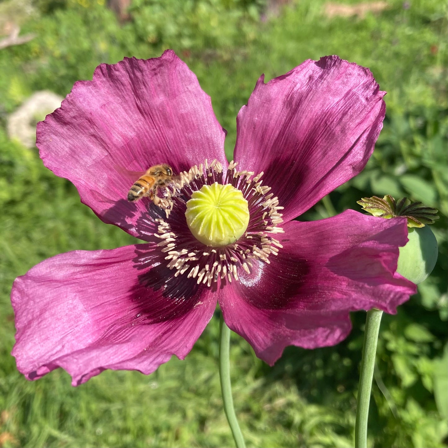 Poppy, Large Lavender (Papaver somniferum)