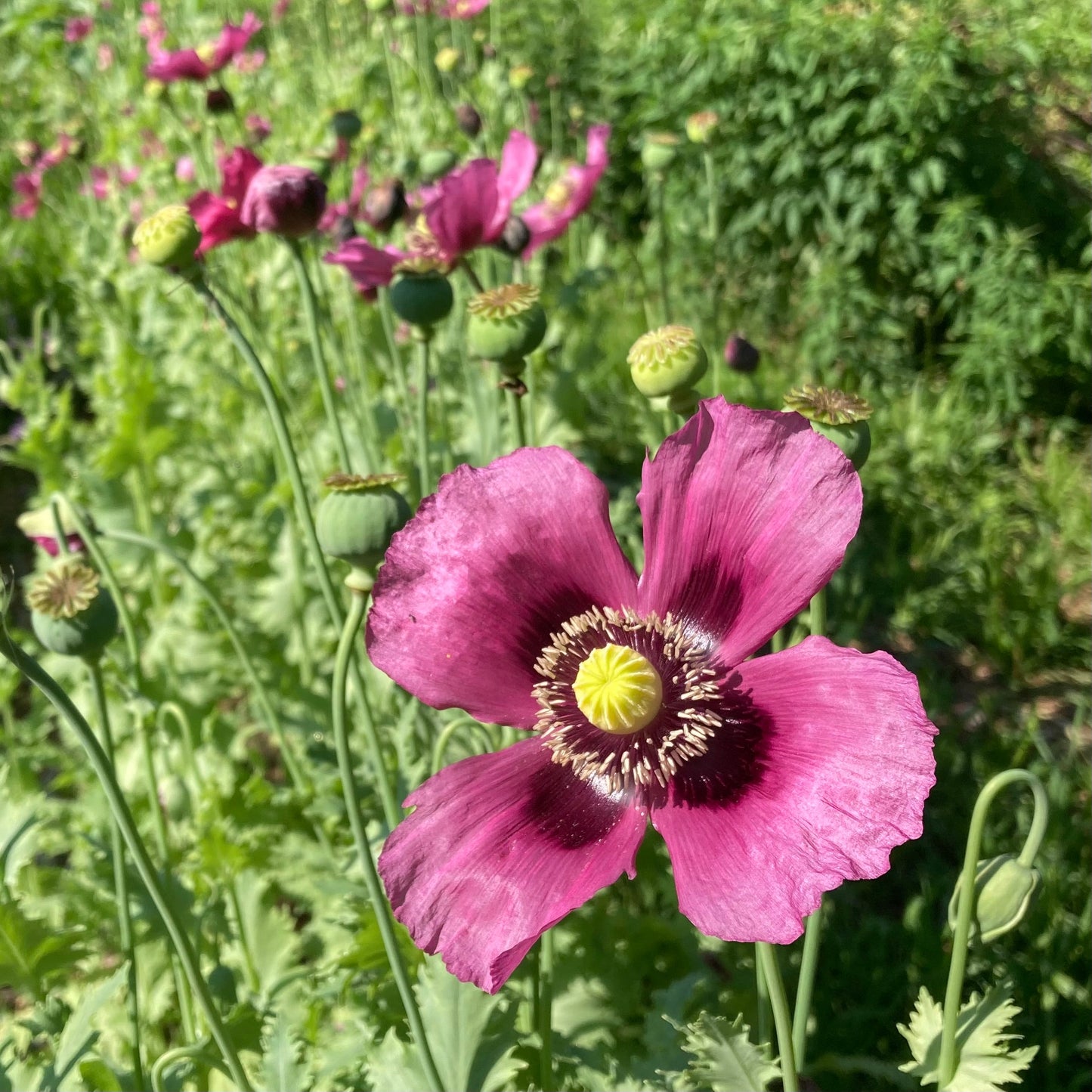 Poppy, Large Lavender (Papaver somniferum)