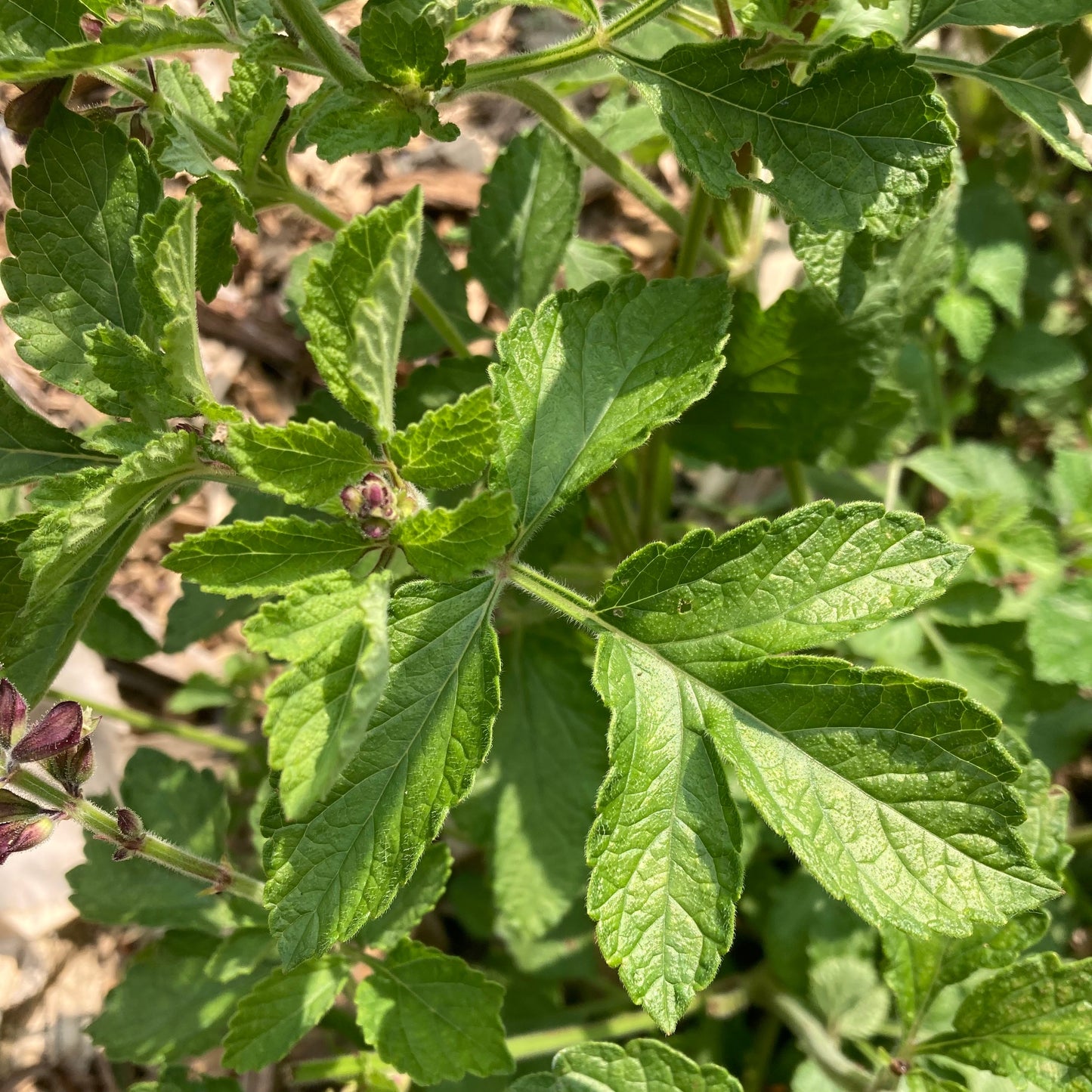 Sage, Dan-shen miltiorrhiza (Salvia miltiorrhiza)