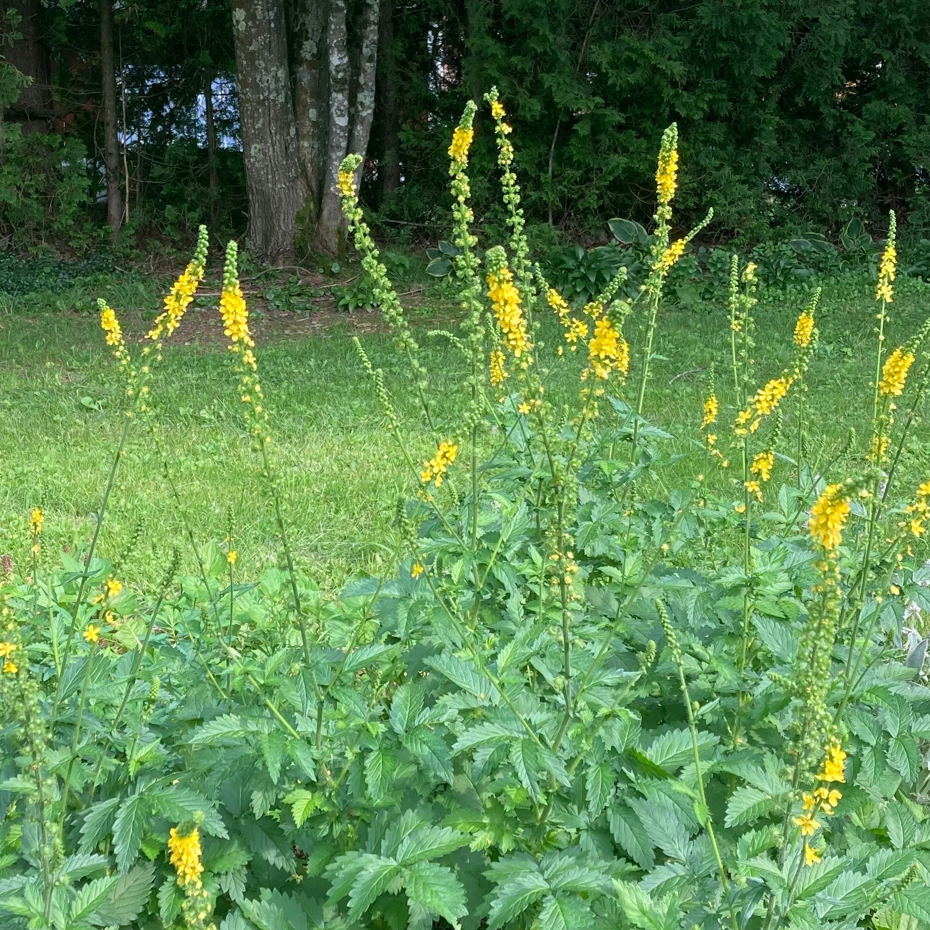 Agrimony Agrimonia Eupatoria Mother Earth News Agrimony Agrimonia Eupatoria Mother Earth News