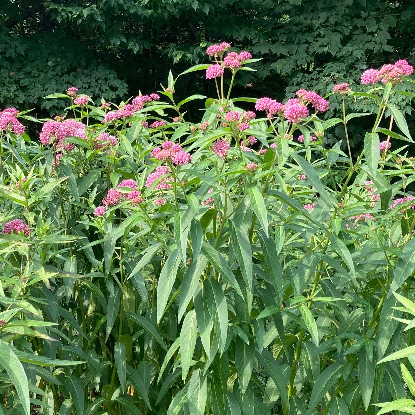 Milkweed, Rose (Asclepias incarnata)