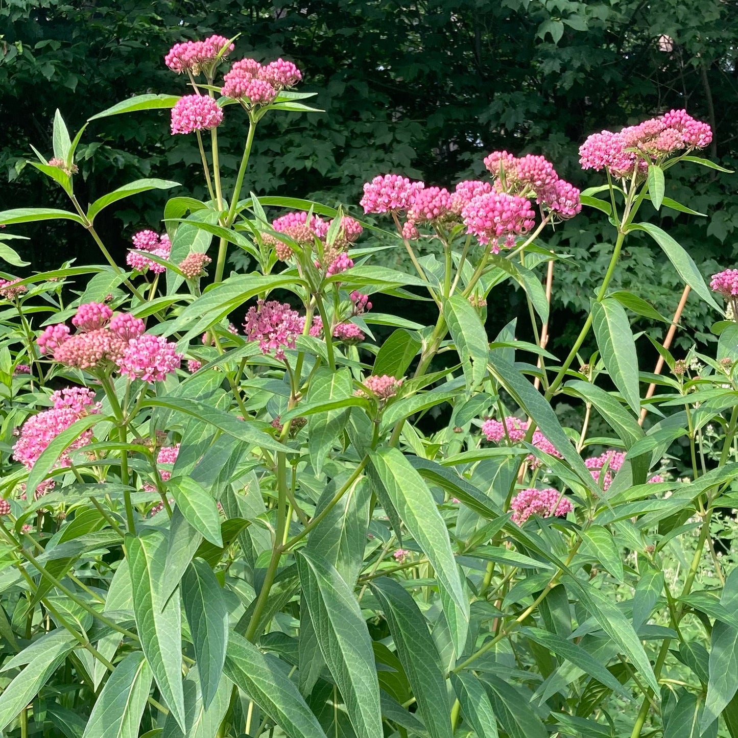 Milkweed, Rose (Asclepias incarnata)