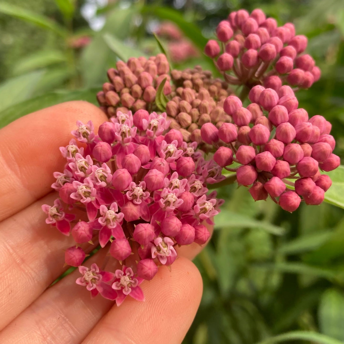 Milkweed, Rose (Asclepias incarnata)