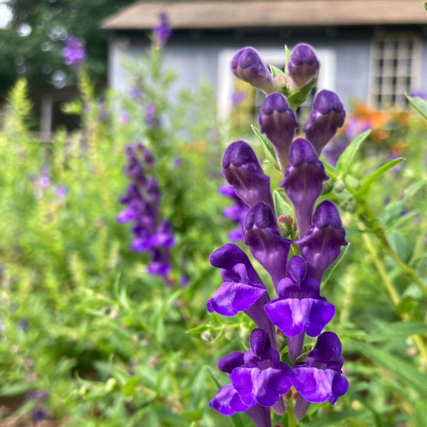 Skullcap, Baical (Scutellaria baicalensis)