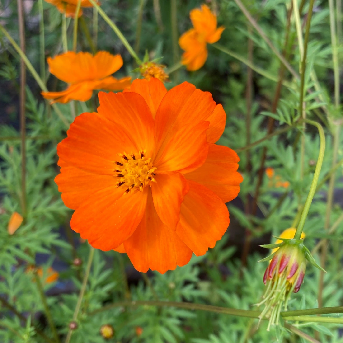 Cosmos, Orange (Cosmos sulphureus)