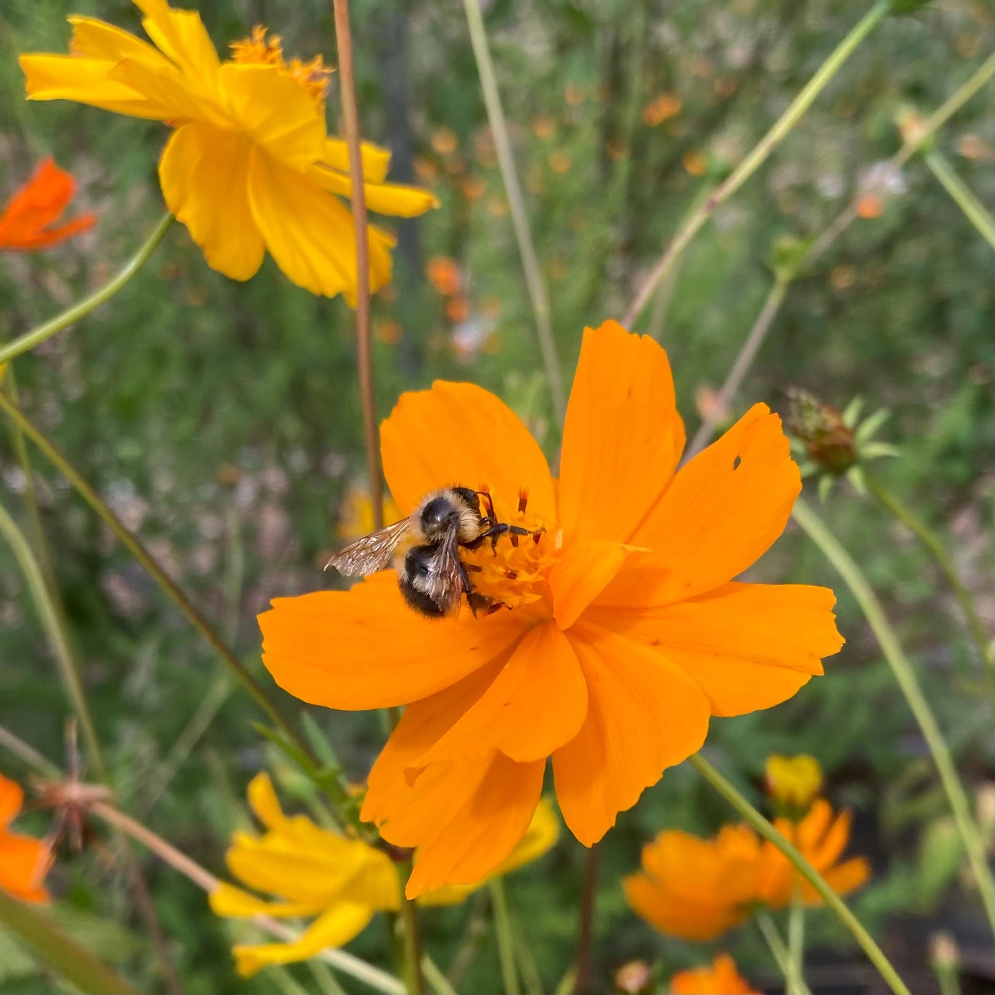 Cosmos, Orange (Cosmos sulphureus)