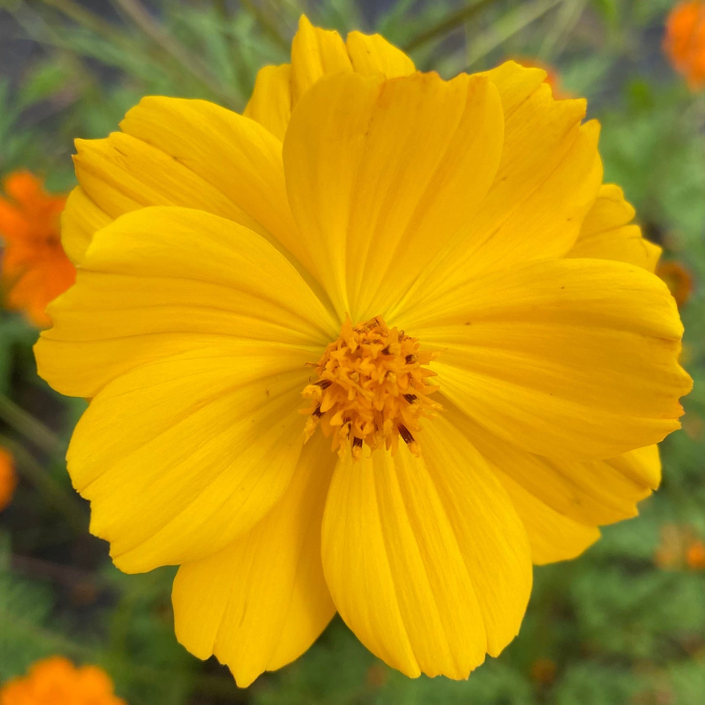 Cosmos, Orange (Cosmos sulphureus)