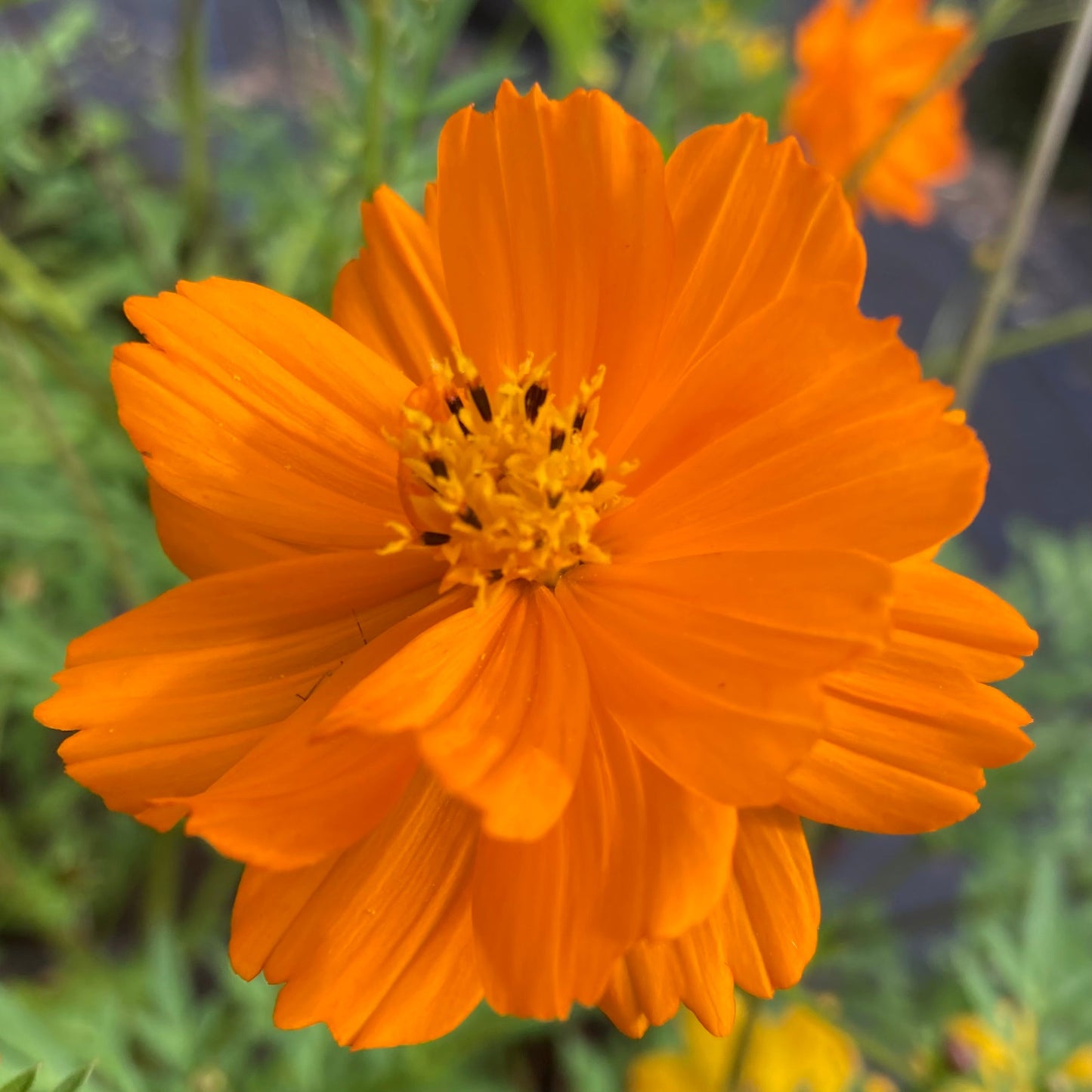 Cosmos, Orange (Cosmos sulphureus)