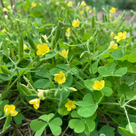 Wood Sorrel, Common Yellow (Oxalis stricta)