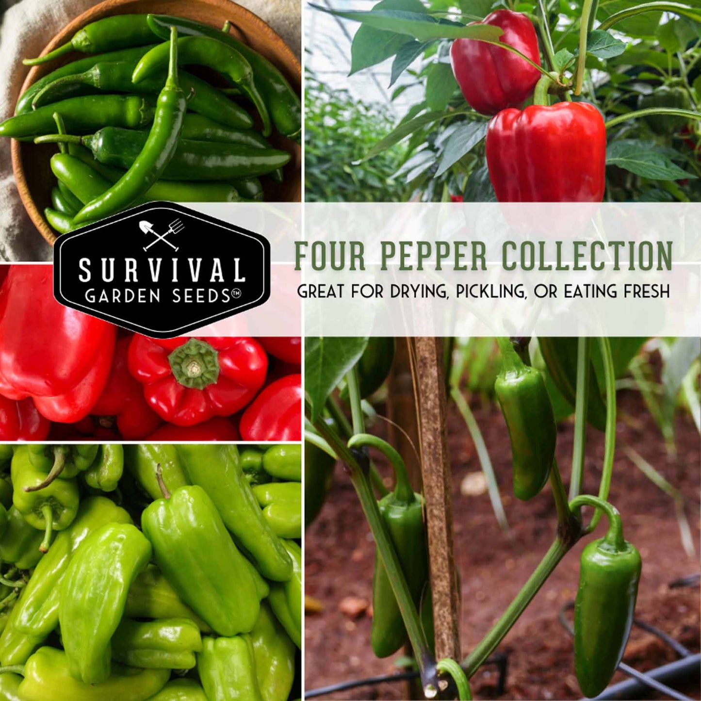 4 Pepper Seed Collection – Heirloom Non-GMO Hot & Sweet Peppers for Salsas, Roasting & Fresh Garden Harvests