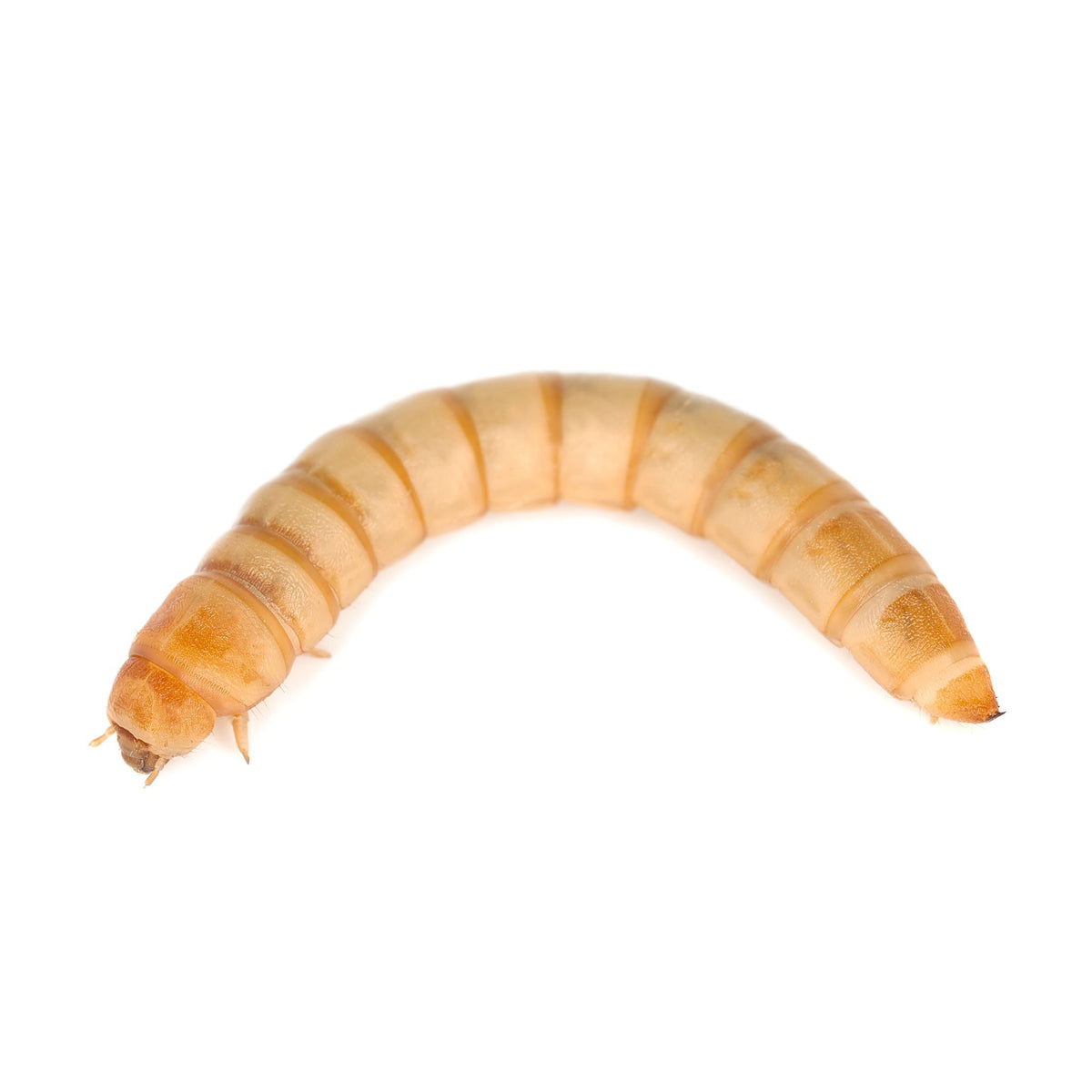 Live Mealworm – Mother Earth News
