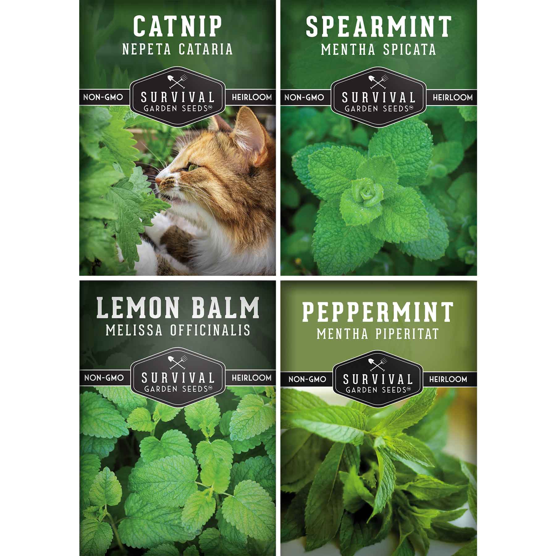 Mint Seed Mix – 4 Variety Pack: Peppermint, Spearmint, Lemon Balm & Ca ...