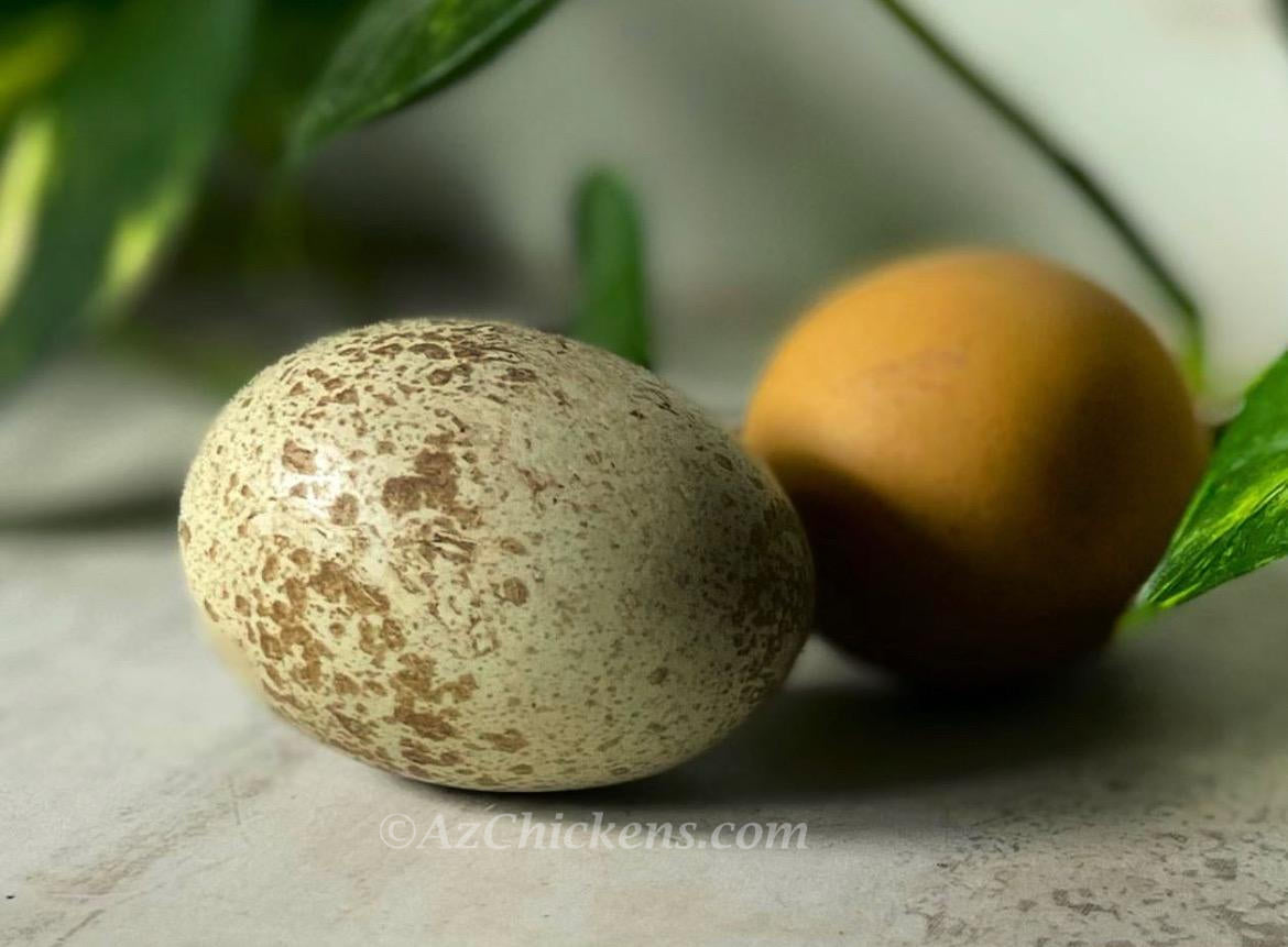 Rainbow Egg Assortment – Buy 10 + 5 Bonus Free (15 Female Chicks, Shipping Included)