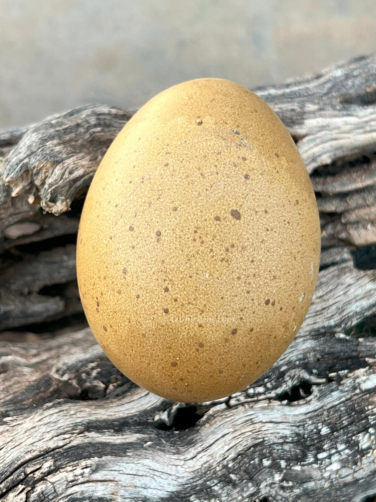 Moss & Olive Egger Chicks – Buy 10 + 5 Bonus Free (15 St. Run Chicks, Shipping Included)