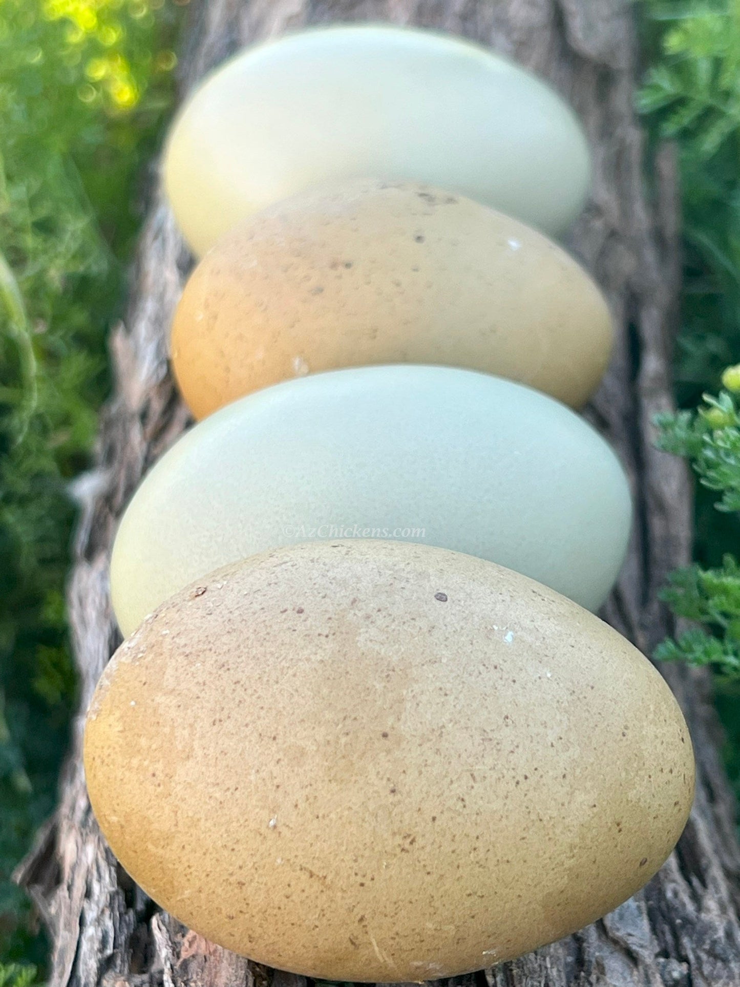 Moss & Olive Egger Chicks – Buy 10 + 5 Bonus Free (15 St. Run Chicks, Shipping Included)