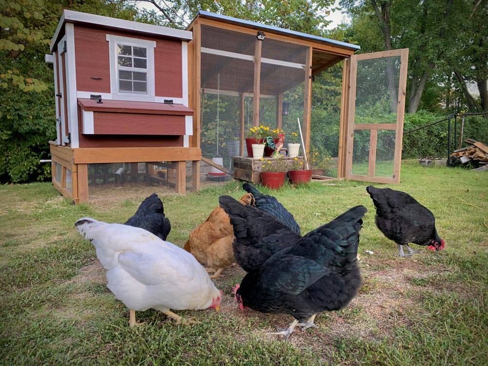 Medium Chicken Coop — Up to 10 Chickens