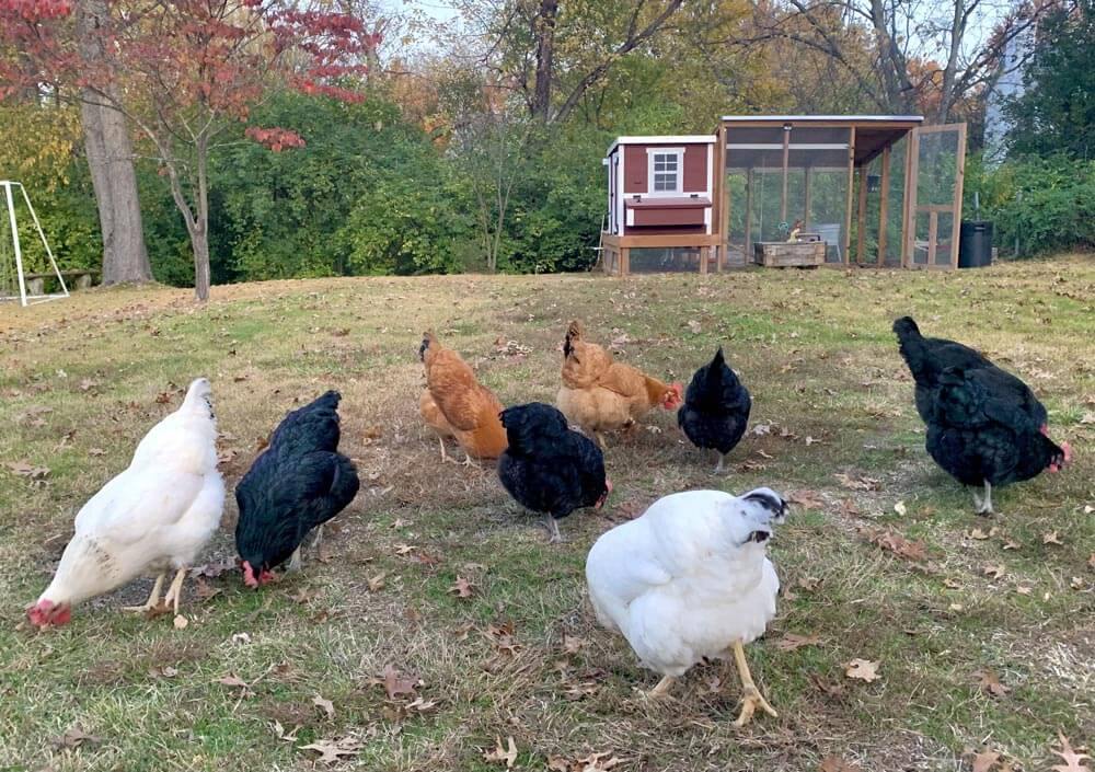 Medium Chicken Coop - Up to 10 Chickens