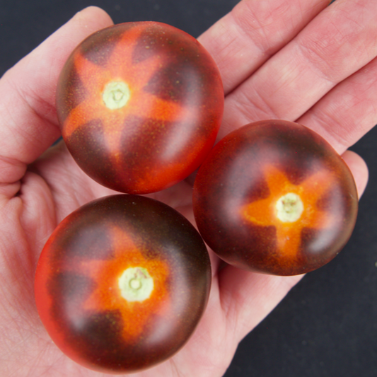 Goluboy Les (Blue Forest) Tomato