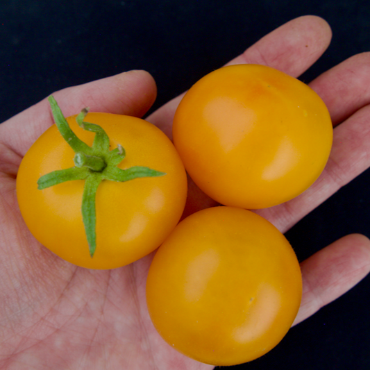 Gold Nugget Tomato
