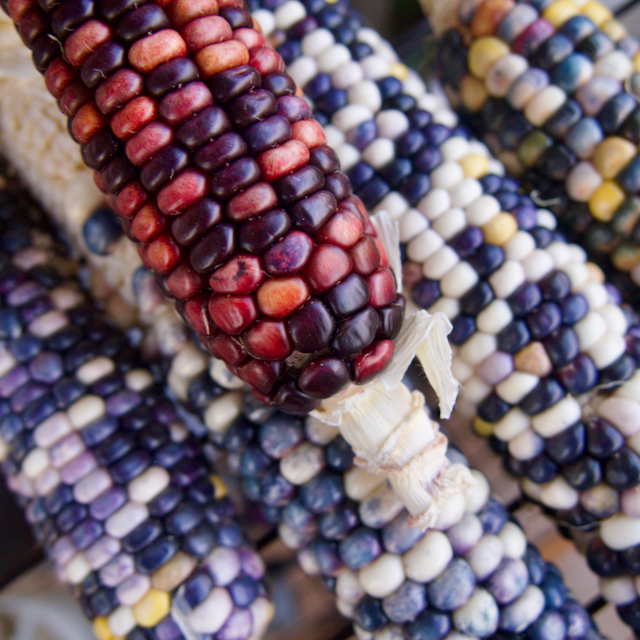 Rainbow Corn Landrace