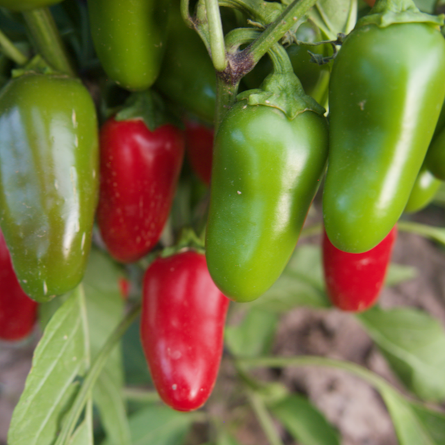 Early Jalapeño Peppers