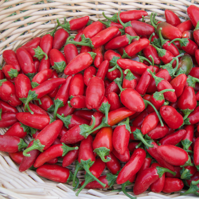Early Jalapeño Peppers