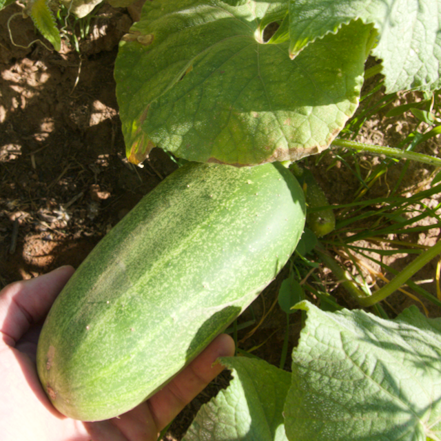 Marketmore Cucumber