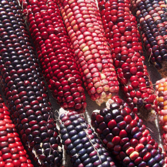 Red Rainbow Corn Landrace