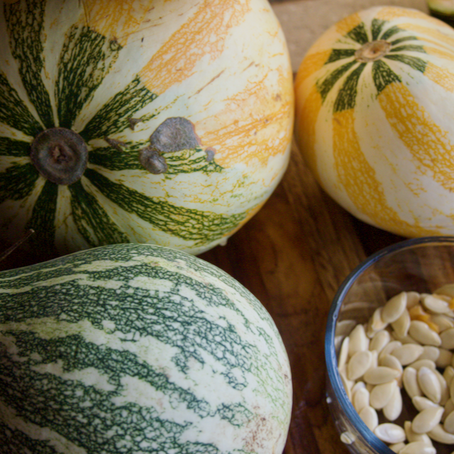Hopi Origin Cushaw Winter Squash