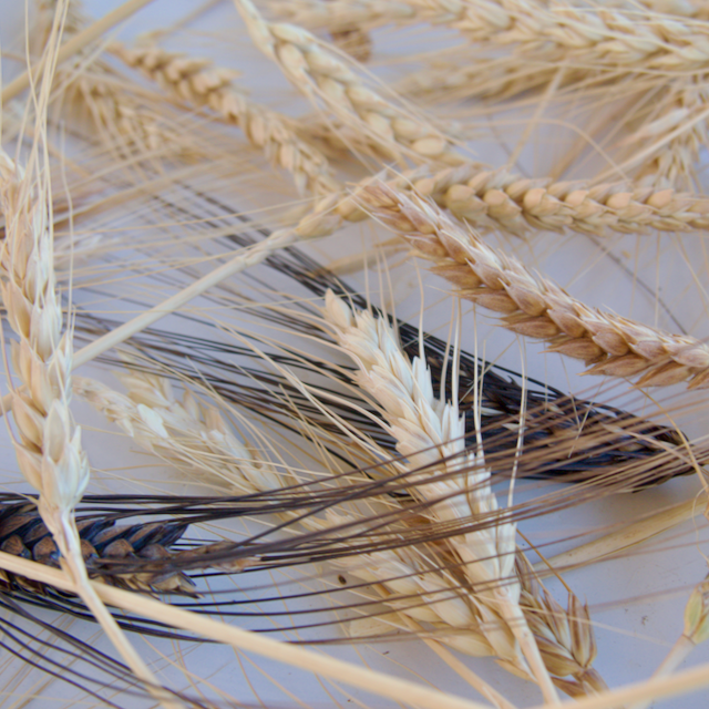 Wheat Barly Rye Heritage Grains Mix (Wheat, Barley & Rye) – Mother Earth News