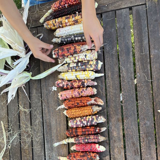 Painted Mountain Corn (Colorado-Adapted)