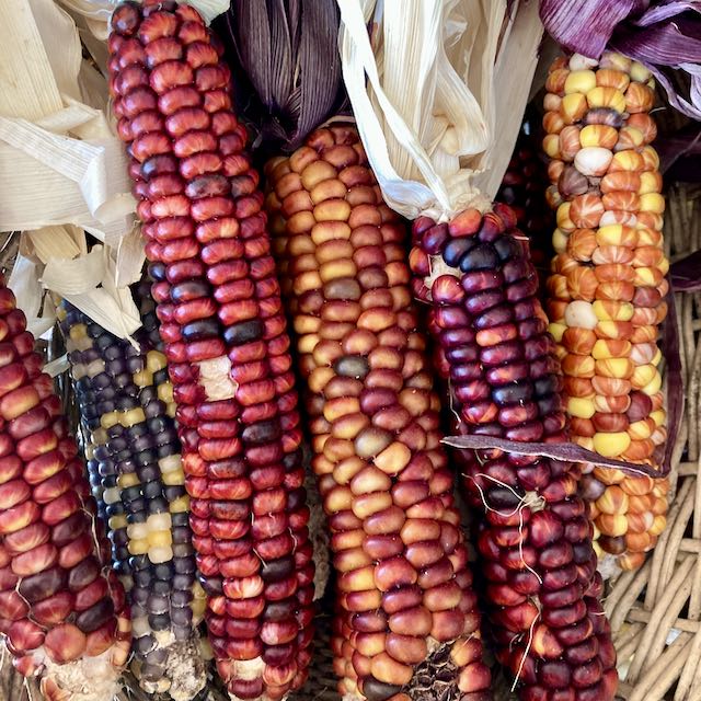 Painted Mountain Corn (Colorado-Adapted) – Mother Earth News