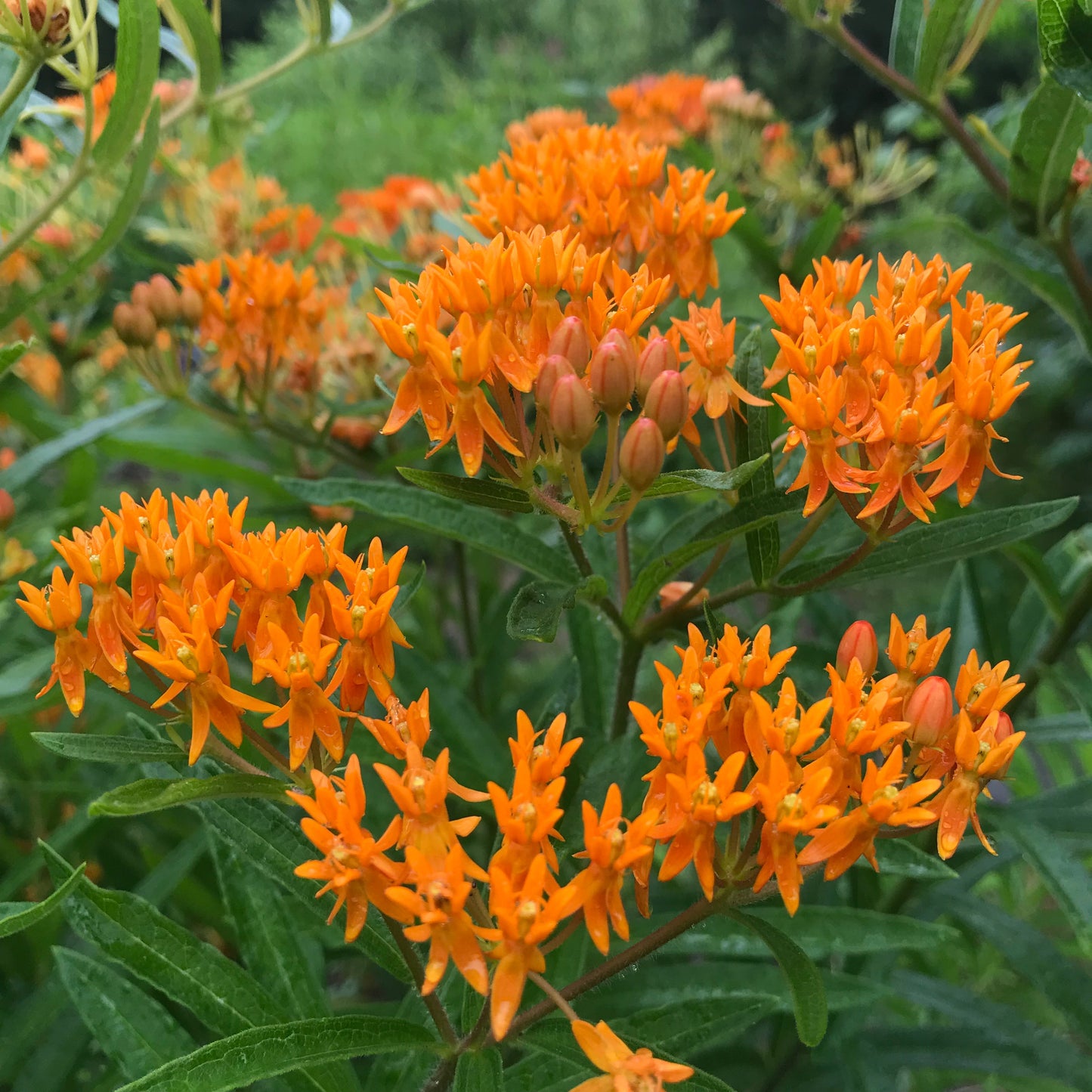 *Pollinator Garden Collection* ("Love Thy Pollineighbor")