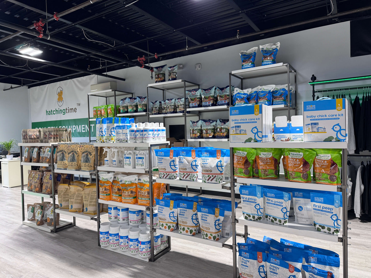 Black Soldier Fly Larvae