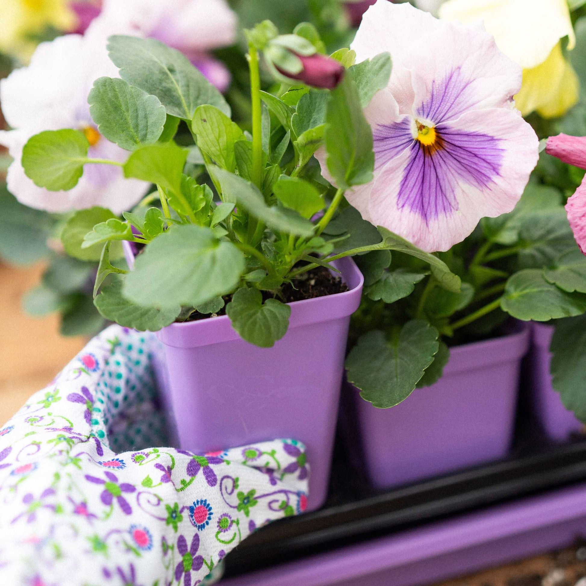starter plant pots Seed Starter Pots - 2.5" Extra Strength - 80 Pots / Purple