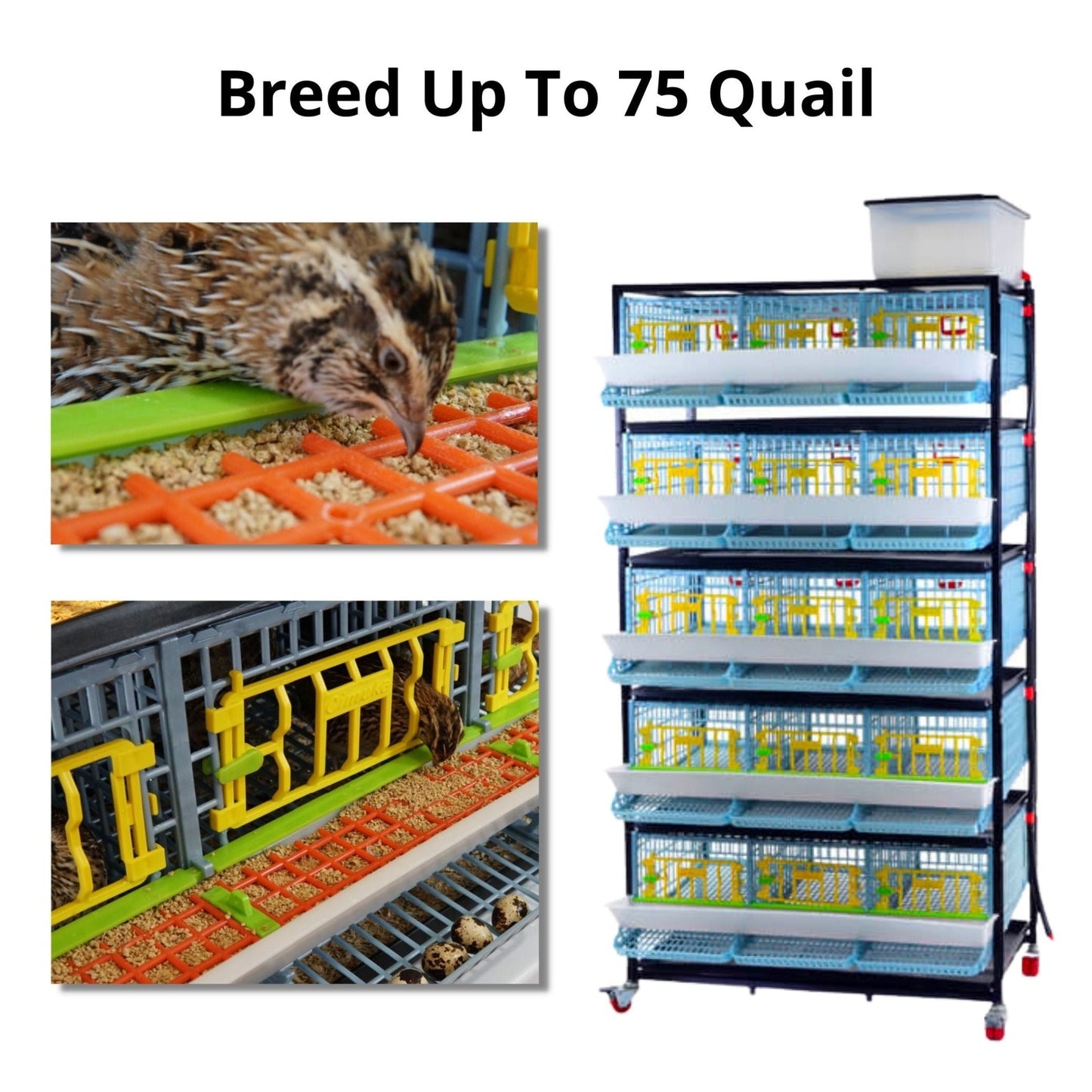 Quail Professional Kit