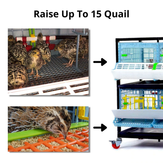 Quail Starter Kit