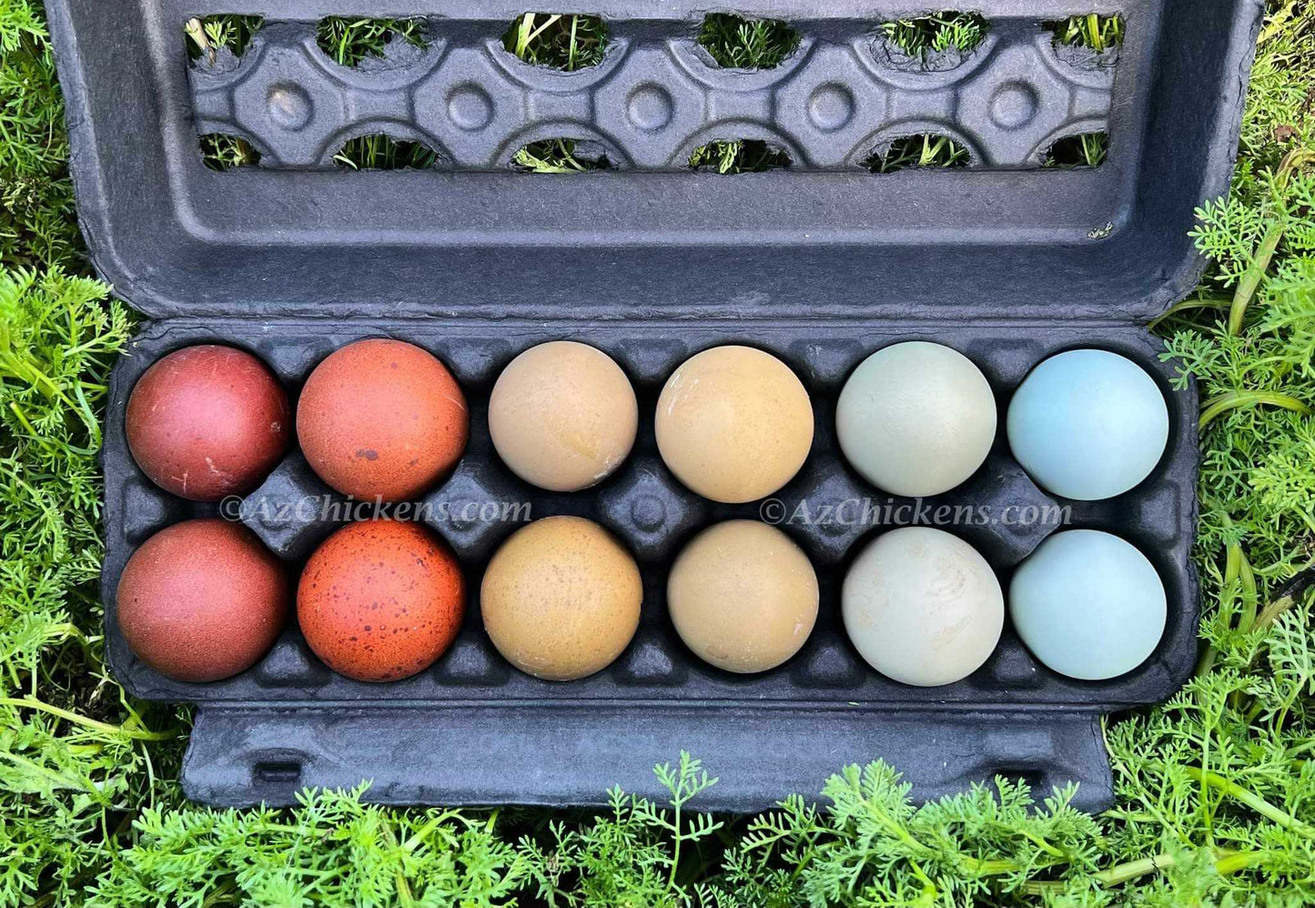 Rainbow Egg Assortment – Buy 10 + 5 Bonus Free (15 Female Chicks, Shipping Included)