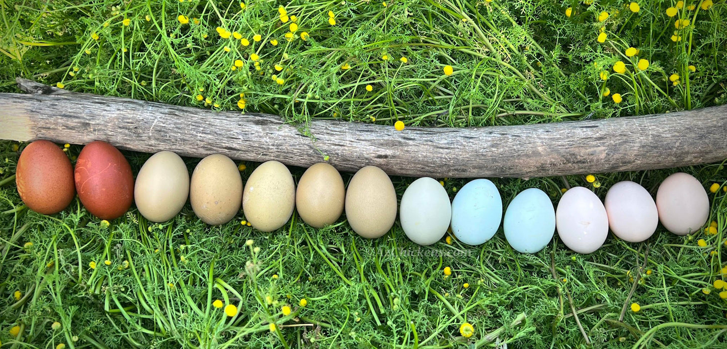 Rainbow Egg Assortment – Buy 10 + 5 Bonus Free (15 Female Chicks, Shipping Included)