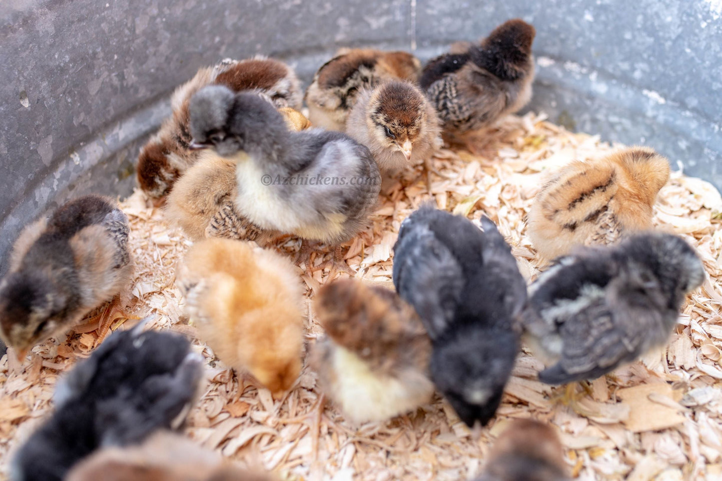 Rainbow Egg Assortment – Buy 10 + 5 Bonus Free (15 Female Chicks, Shipping Included)