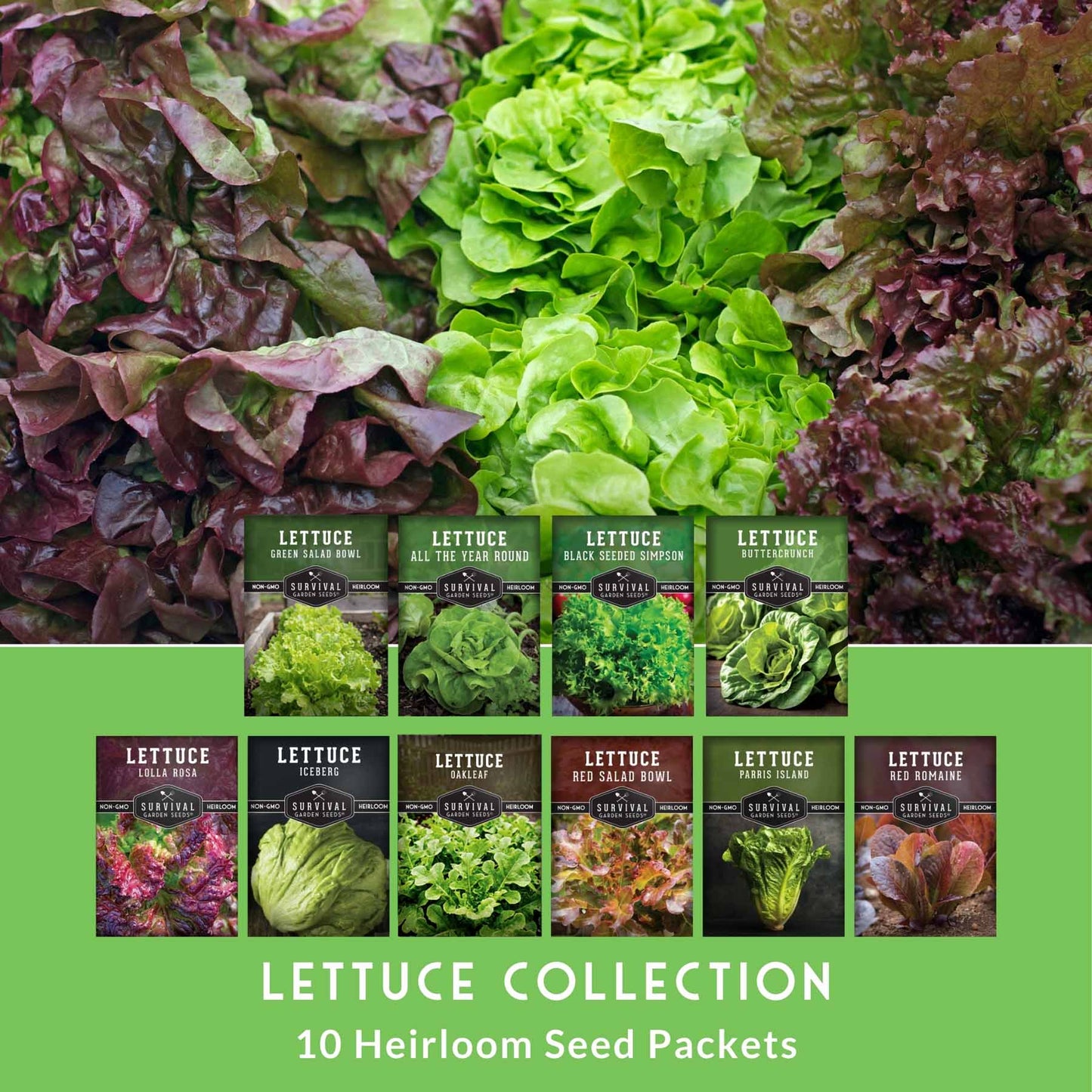 10 Lettuce Seed Collection – Looseleaf, Romaine, Butterhead & Crisphead Varieties for Year-Round Salad Harvests