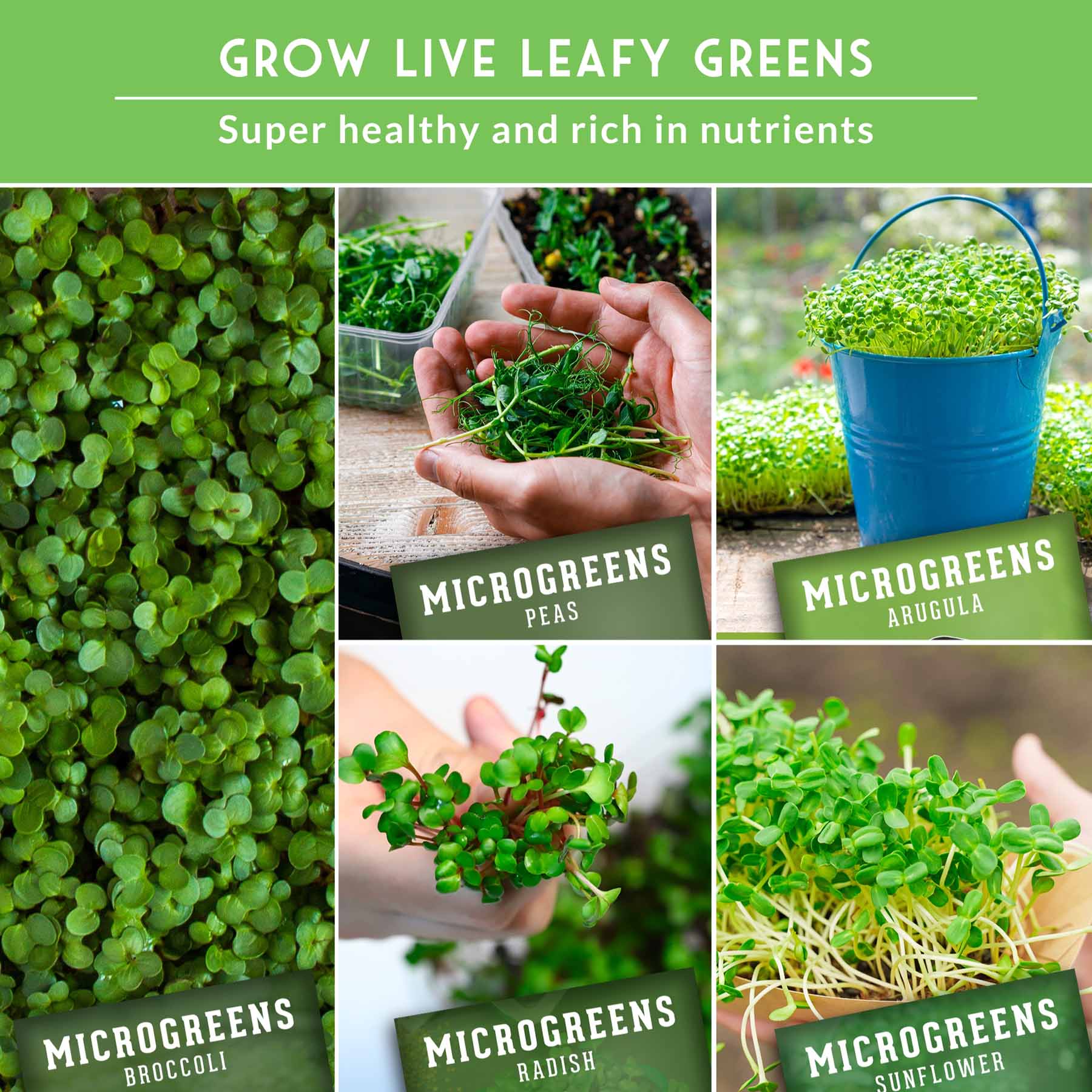 12+ Organic Non Gmo Microgreen Seeds 10-Variety Heirloom Microgreen Seed Pack – Non-GMO Seeds for Indoor Gr