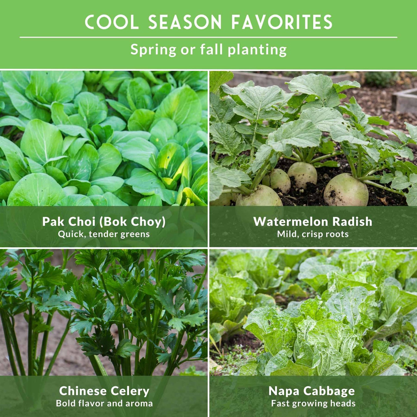Asian Vegetable Seed Collection – 6 Heirloom, Non-GMO Varieties for Stir-Fries, Soups & Authentic Home Cooking