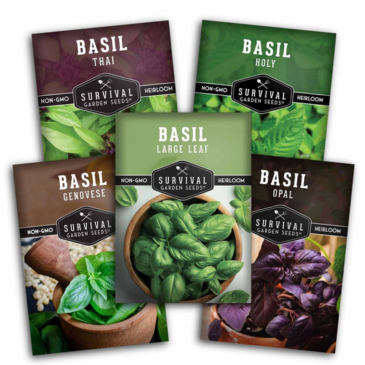 5 Basil Seed Collection – Genovese, Holy (Tulsi), Large Leaf, Opal & Thai Basil Seeds for Culinary and Herbal Gardens