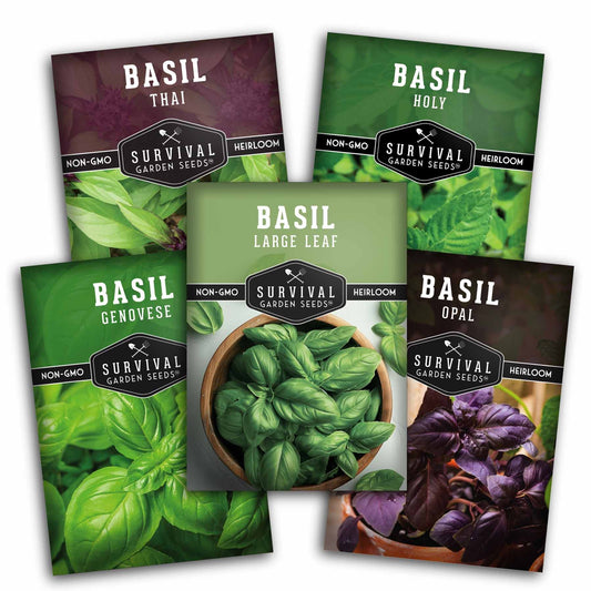 5 Basil Seed Collection – Genovese, Holy (Tulsi), Large Leaf, Opal & Thai Basil Seeds for Culinary and Herbal Gardens