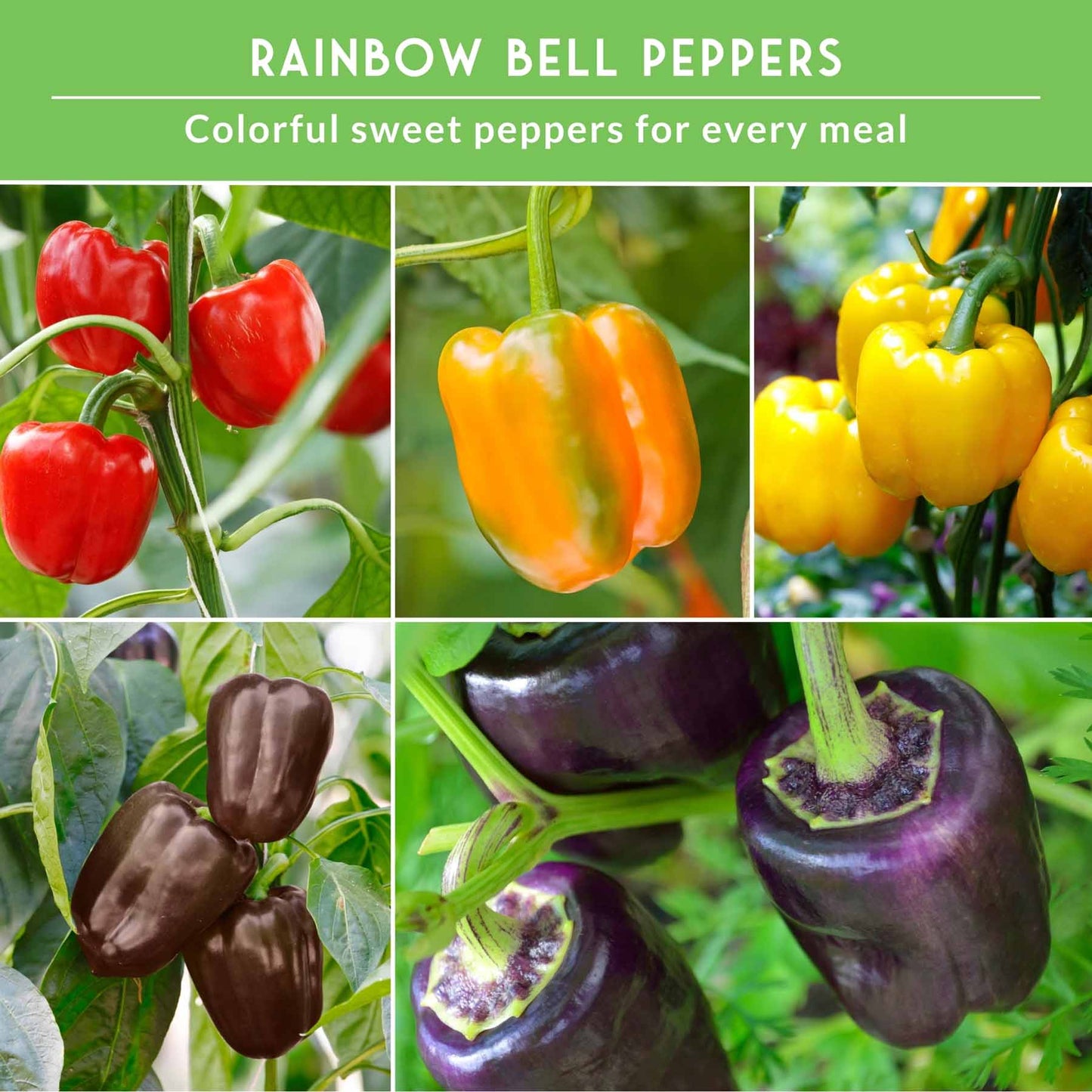 Heirloom Bell Pepper Seed Collection – Non-GMO Sweet Peppers in 5 Vibrant Colors for Garden & Container Growing