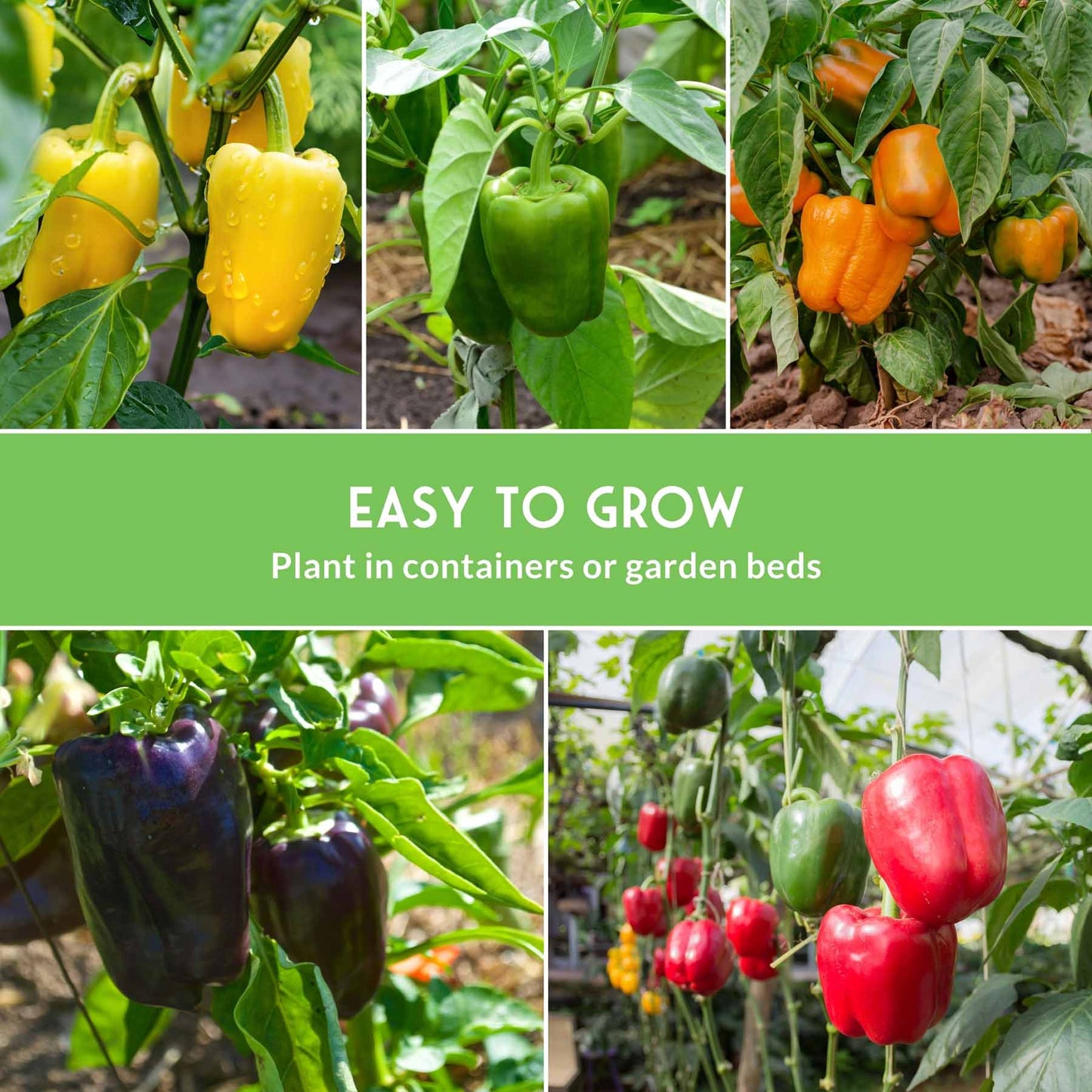 Heirloom Bell Pepper Seed Collection – Non-GMO Sweet Peppers in 5 Vibrant Colors for Garden & Container Growing