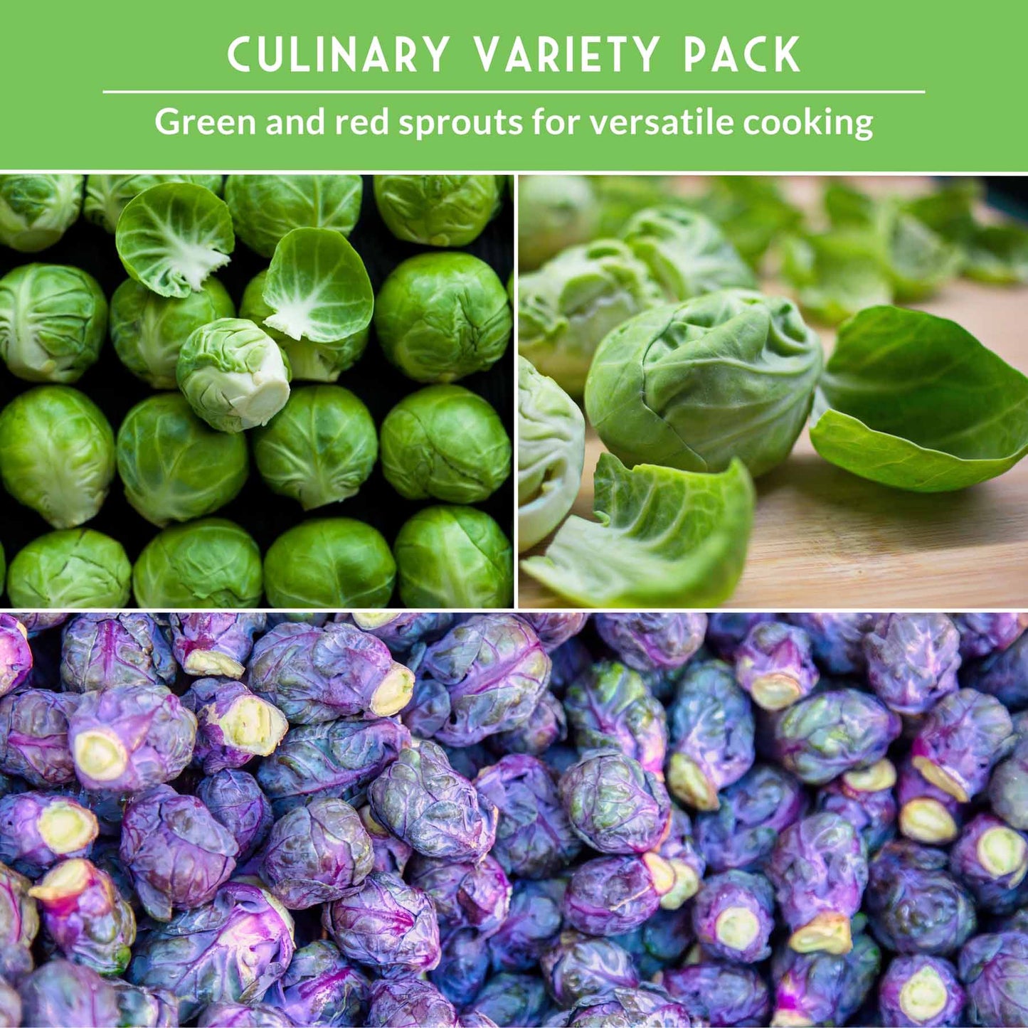Brussels Sprouts Seed Collection – Red, Catskill & Long Island Improved Heirlooms for Cool-Season Harvests