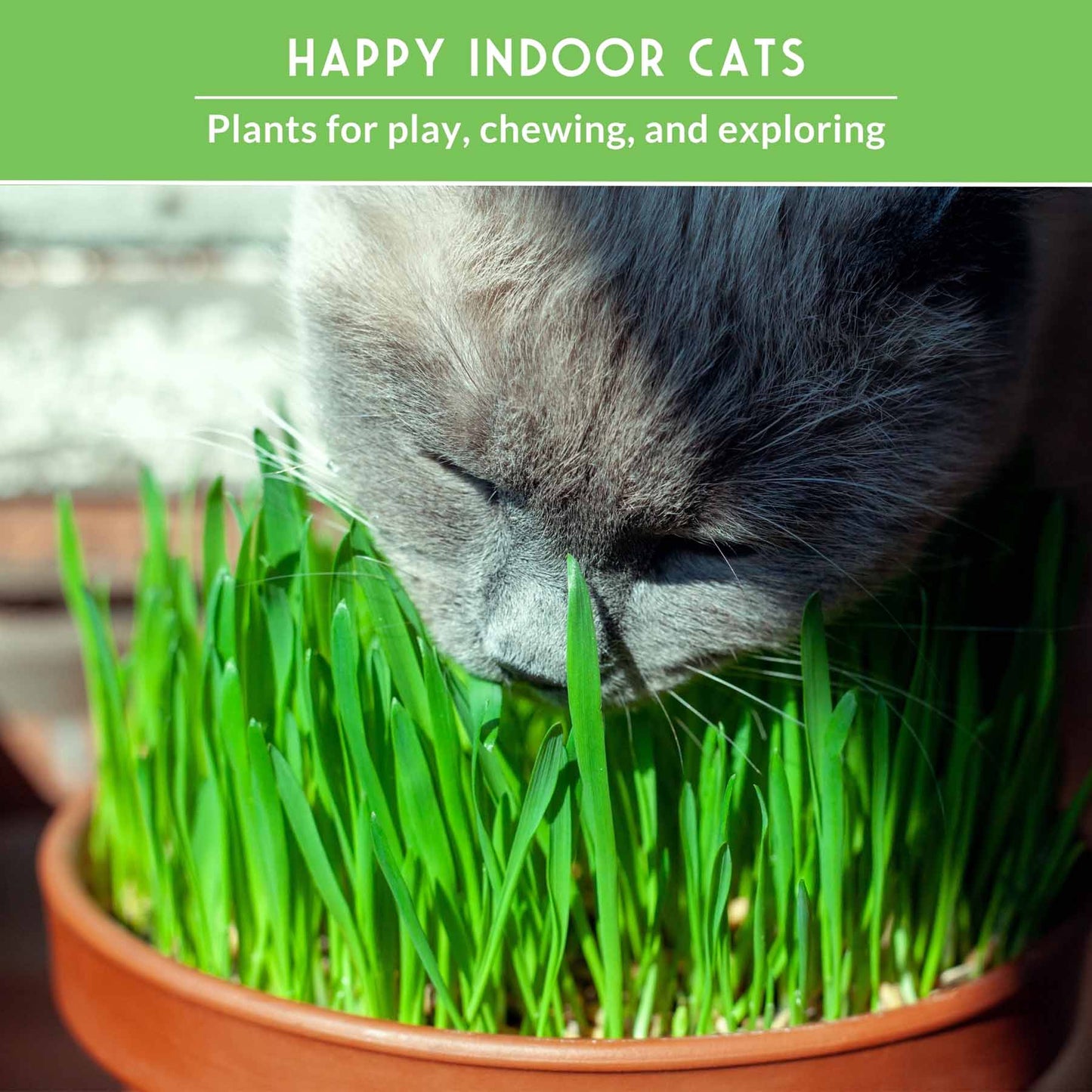 Cat Grass & Catnip Seed Collection – Fun, Healthy Greens & Enrichment Herbs for Indoor Cats